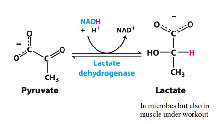 <p>Anaerobic fermentation of pyruvate to lactate (later protonated to lactic acid)</p>