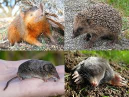 <ul><li><p><span style="background-color: transparent;"><span>Etymology = “truly fat and blind” is kinda wrong because they’re pure muscle almost, don’t hibernate, and aren’t blind really.&nbsp;</span></span></p></li><li><p><span style="background-color: transparent;"><span>Tend to have ancestral mammalian traits; small → medium, pentadactyl, plantigrade, long pointed snouts and carnivorous dentition.</span></span></p></li><li><p><span style="background-color: transparent;"><span>Eyes and ears are usually small or absent. Small braincase, NO auditory bullae, incomplete zygomatic arch and rooted teeth.&nbsp;</span></span></p></li><li><p><span style="background-color: transparent;"><span>Found all over the world except for Australia, New Zealand, and oceanic islands.</span></span></p></li><li><p><span style="background-color: transparent;"><span>Family: </span><strong><span>Soricidae</span></strong></span></p></li><li><p><span style="background-color: transparent;"><span>Family: </span><strong><span>Talpidae</span></strong></span></p></li></ul><p></p>