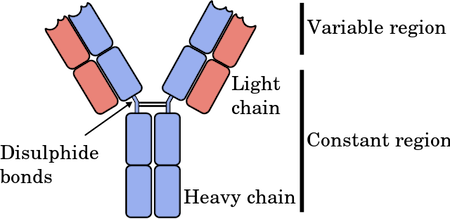 Monomer, 0.02% of antibodies found, B-cell surface, blood, and lymphs, short lived, helps with immune response