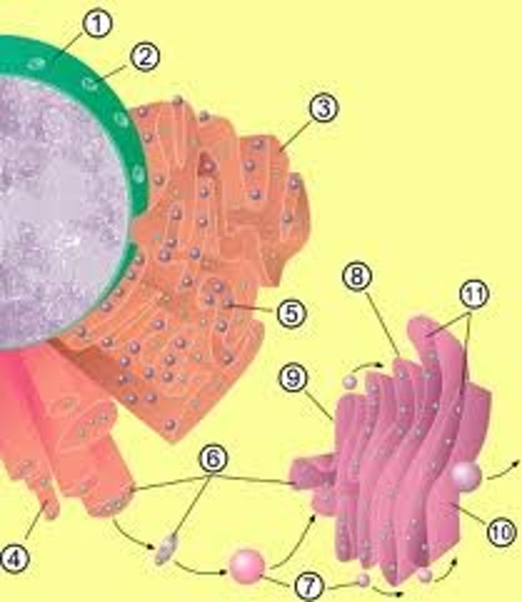 <p>This is an organelle found in all eukaryotic cells.It was identified in 1897 by the Italian physician Camillo Golgi, after whom it is named. It processes and packages proteins after their synthesis and before they make their way to their destination; it is particularly important in the processing of proteins for secretion. Its size varies in different types of cells depending on cell function; a hormone secreting cell will contain a far larger version of this organelle than a muscle cell for example. It also forms a part of the cellular endomembrane system.</p>