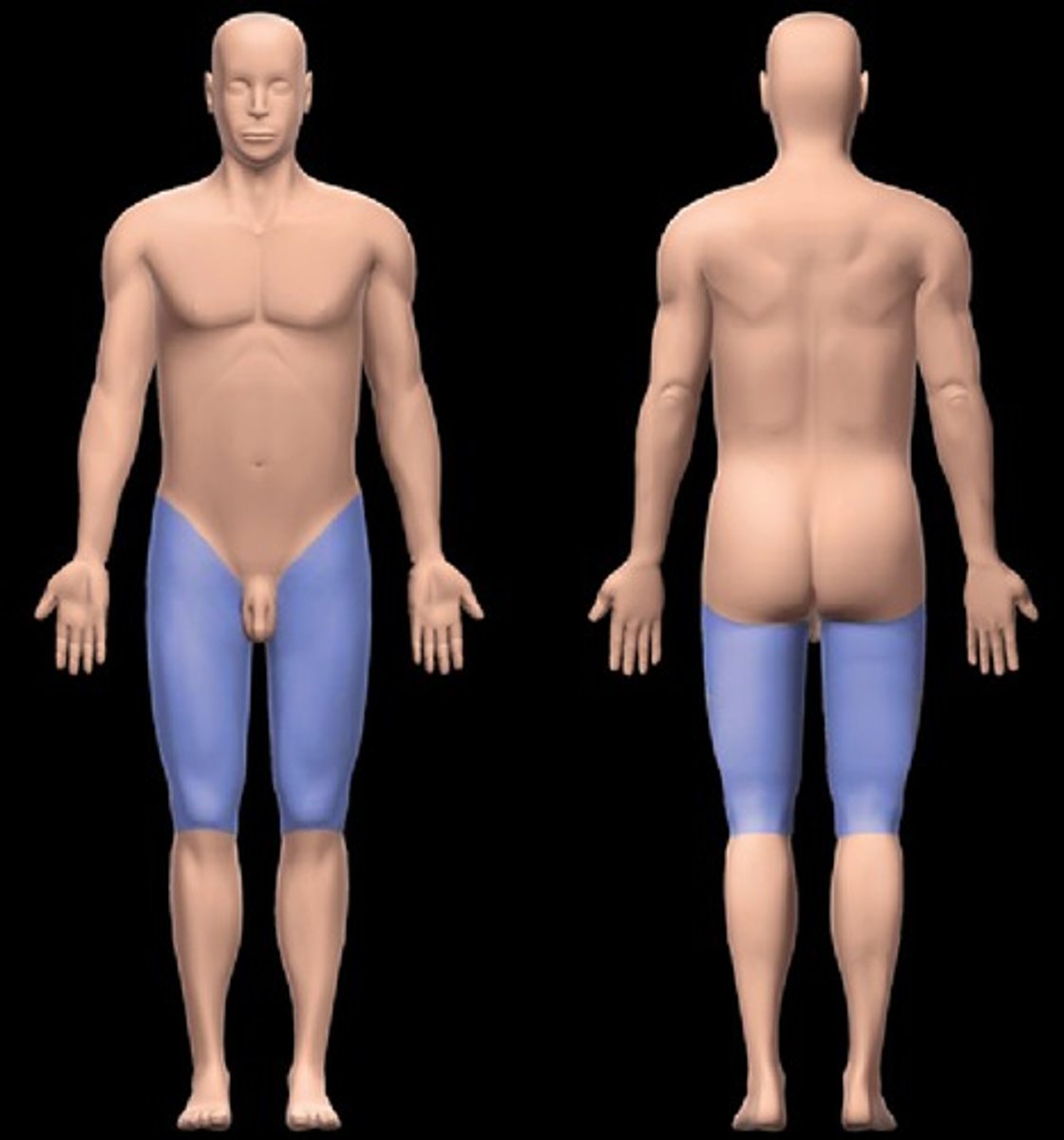 <p>thigh region (hip to knee)</p>