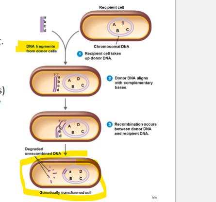 <p>Cells take up<strong> exogenous (outside) </strong>DNA from it’s environment </p><p>-Genetic<strong> recombination (exchange of DNA to form new combination of genes</strong>) occur to<mark data-color="#f7f6ba" style="background-color: #f7f6ba; color: inherit"> incorporate new DNA</mark>.</p><p>** transfers DNA from the outside </p><p>not many can do this </p><p>happens naturally </p><ul><li><p>Recipient cell must be<strong> competen</strong>t - its in a special physiological state to uptake DNA </p></li></ul><p></p>