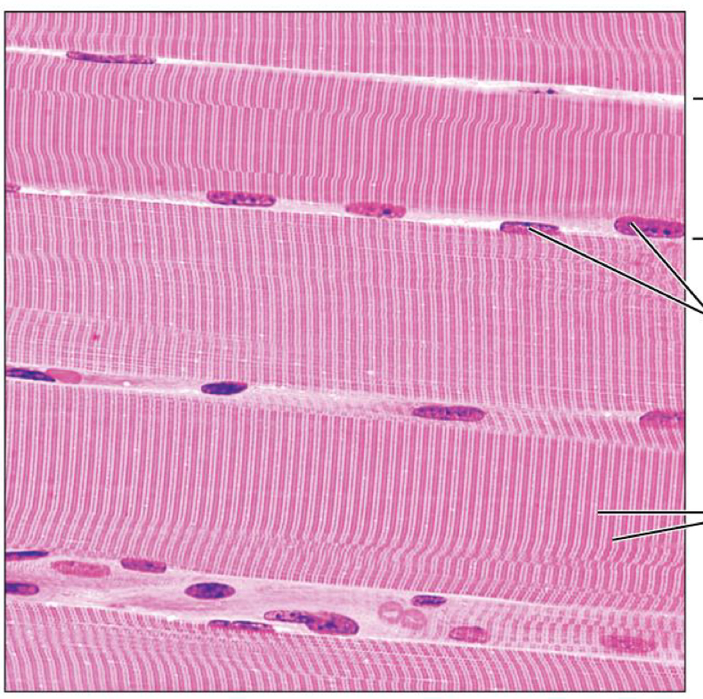 <p>What tissue is this</p>