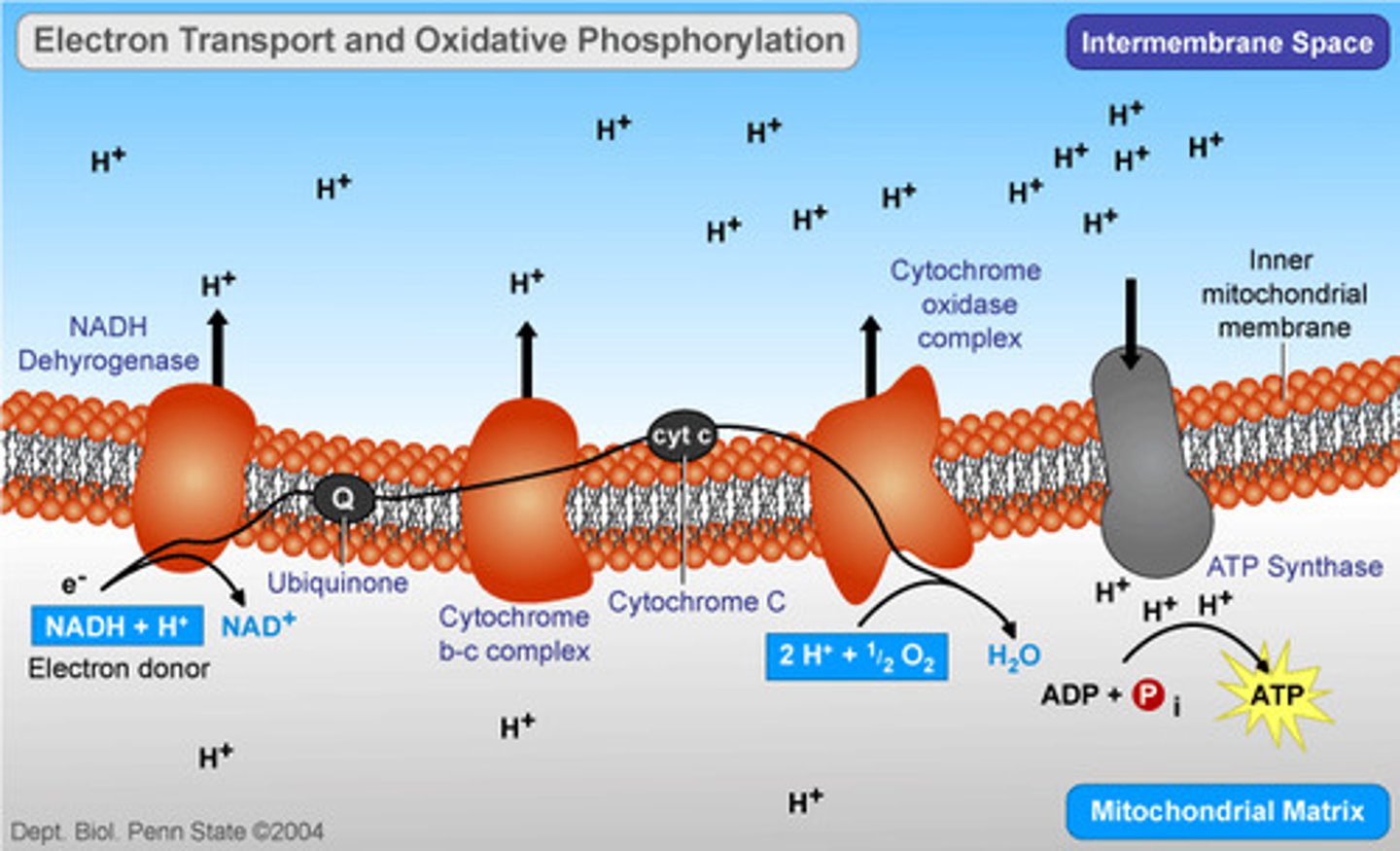 <p>in cellular respiration, a potential difference in charge across the inner mitochondrial matrix</p>