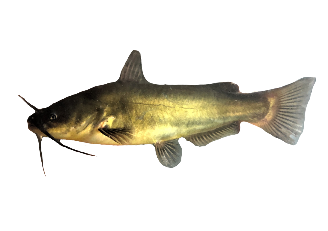 <p><span>- Straight Caudal fin</span></p><p><span>- Black barbels</span></p>