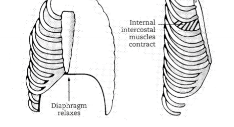 <ul><li><p>internal intercostals</p></li></ul>