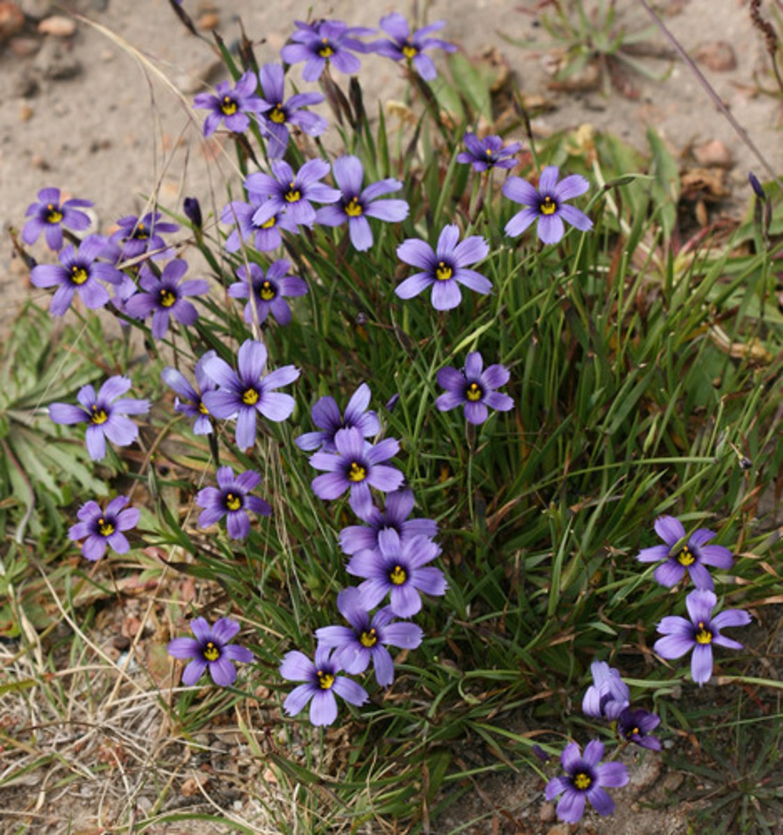 <p>Blue eyed grass (sybie), not a grass, iris family</p>