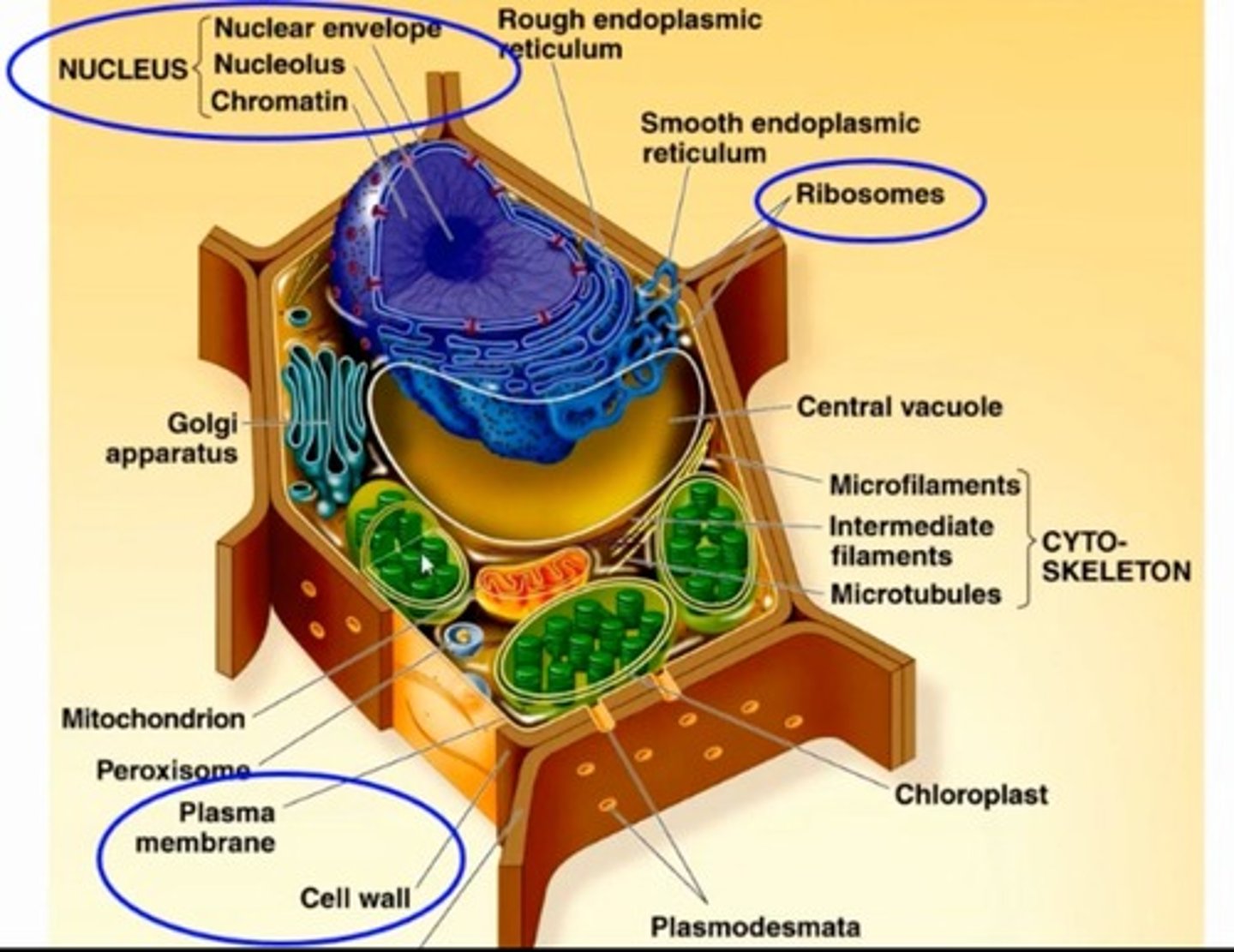<p>Plant cells have a cell wall, chloroplasts, and a large central vacuole.</p>