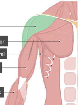 <p>Shoulder Muscle</p>