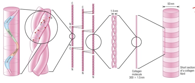 <p>Describe the structure of collagen</p>