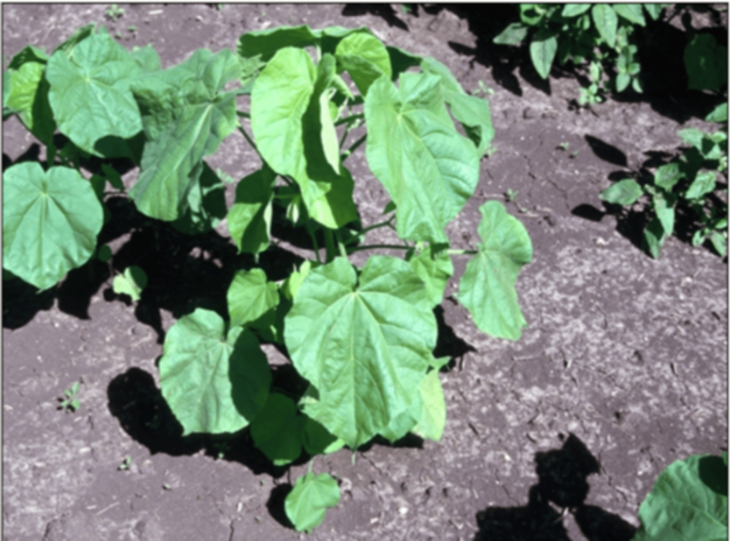 knowt flashcard image