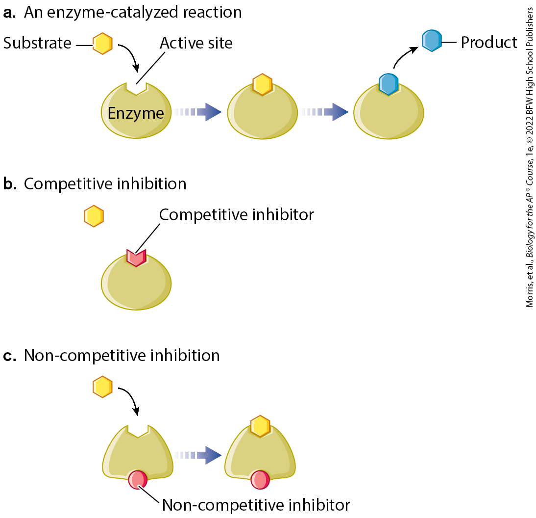 <p>inhibitors that bind to a site which is different from the active site; doesn’t block substrate from binding, but they change the shape of the enzyme and block the conversion of substrate to product</p>