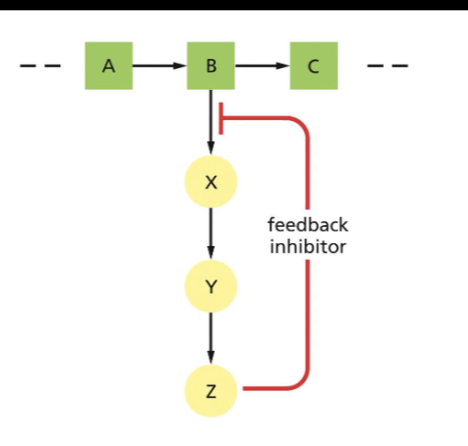 <p>Feedback inhibition and allosteric binding</p>