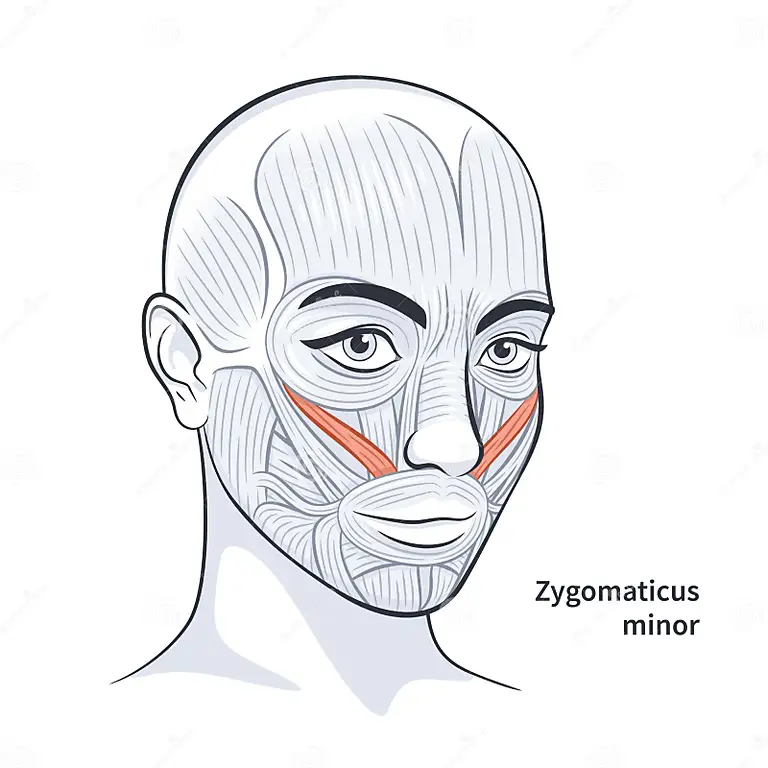 <p><span>Draws the </span>upper lip<span> backward, upward, and outward.</span></p>