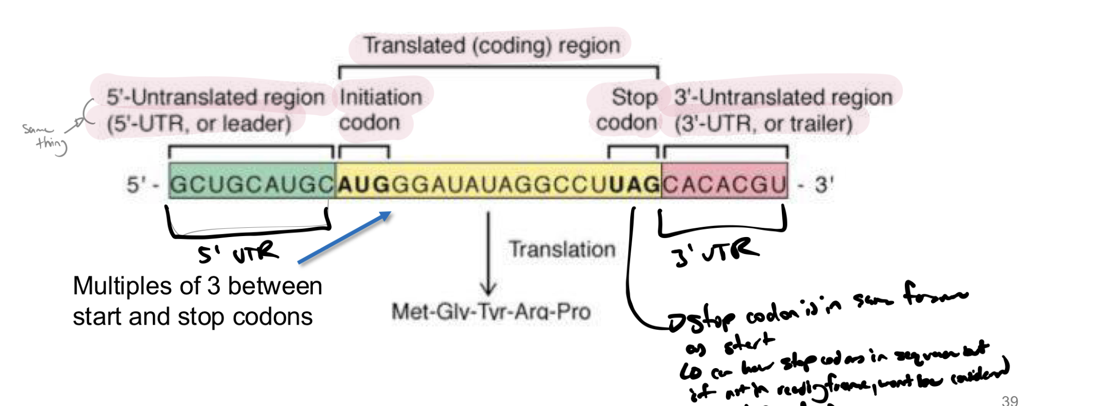 <p>rna molecule does not start with AUG → the reading frame is from AUG to a stop codon</p><p>note: stop codon must be IN FRAME with the start codon</p>