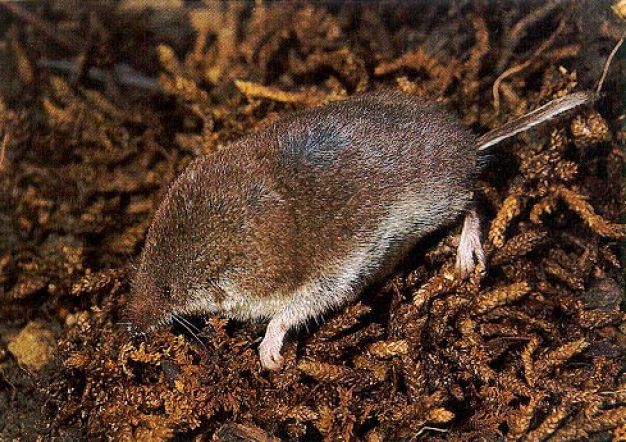<p><em>Sorex hoyi</em></p>