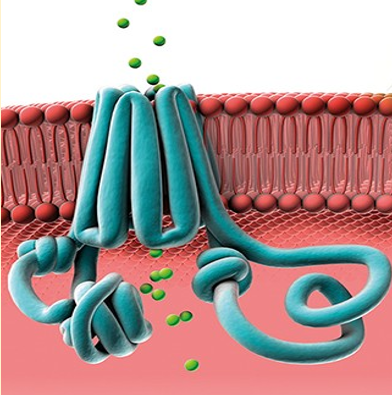 <p>-green balls rep movement of ions across cell membrane</p>