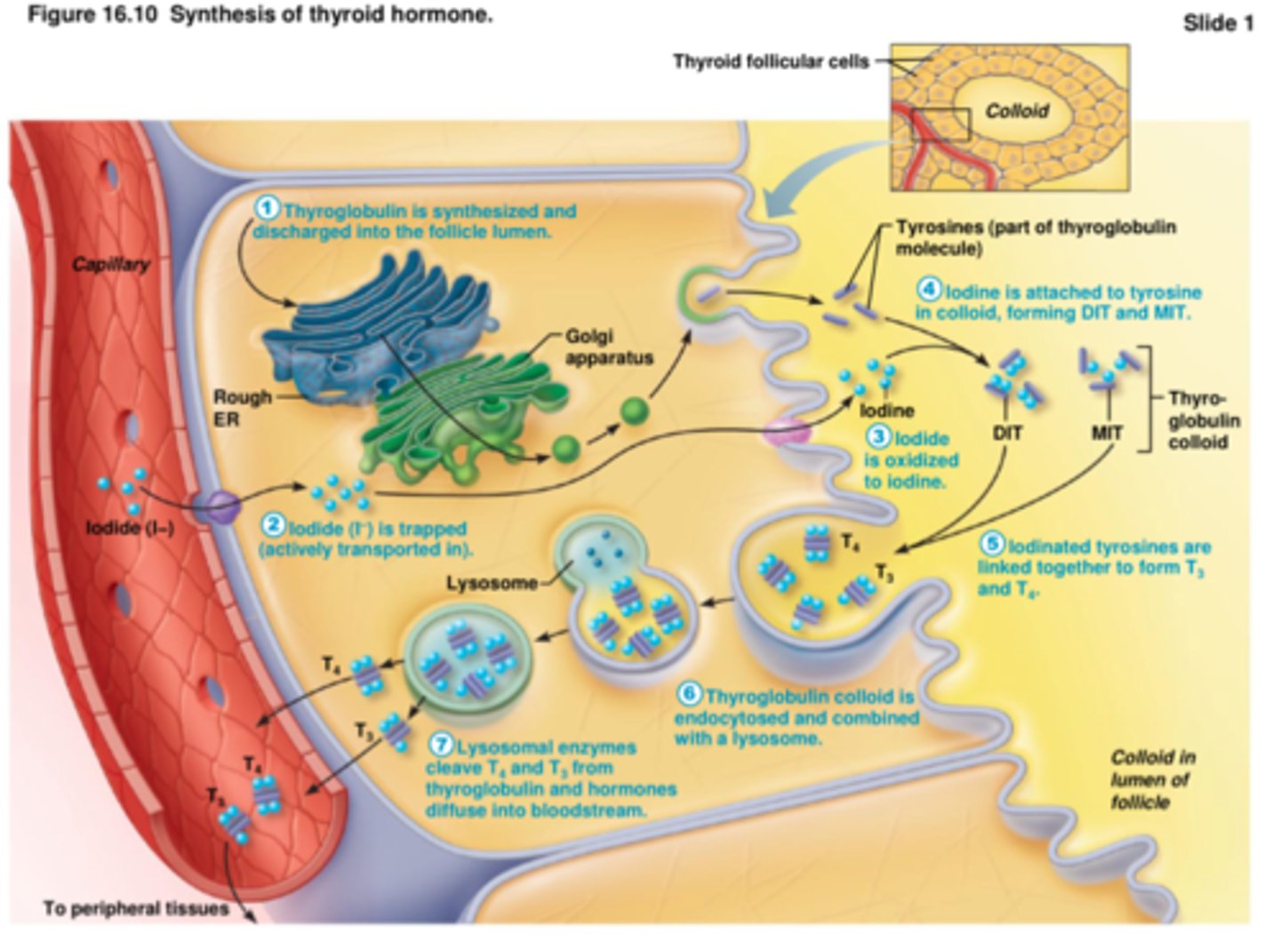 <p>1. hyroglobulin is synthesized and discharged into the follicle lumen</p><p>2. iodides (I-) is trapped (actively transported in)</p><p>3. iodide is oxidized to iodine</p><p>4. iodine attaches to tyrosine, forming DIT and MIT</p><p>5. iodinated tyrosines link together to form T3 and T4</p><p>6. thyroglobuli colloid is endocytosed and combined with a lysosome</p><p>7. lysosomal enzymes cleave T4 and T3 from thyroglobulin and hormones diffuse into bloodstream</p>