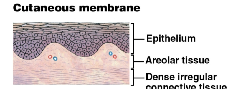 <p>Cutaneous membrane</p>