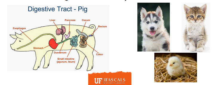 <p><strong><u>Monogastrics: Pigs, Dogs, Cats </u></strong></p><p>Monogastric = 1 “_____” stomach </p>