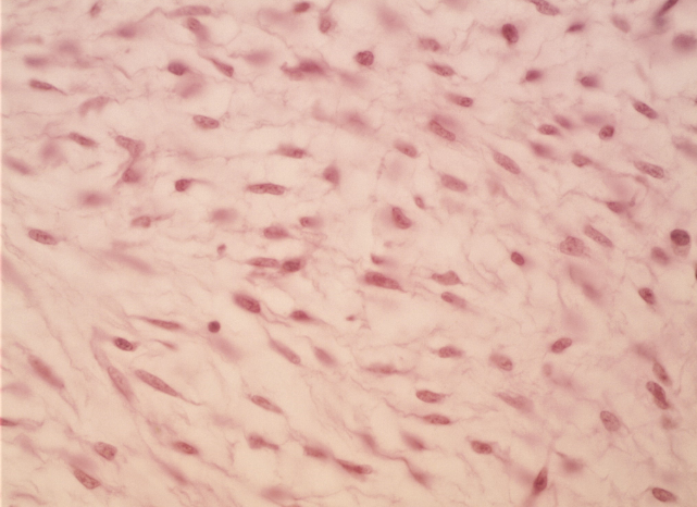 <p>Connective tissue that is loosely organized and contains stem cells capable of differentiating into various cell types, playing a crucial role in the development of organs and tissues. </p>