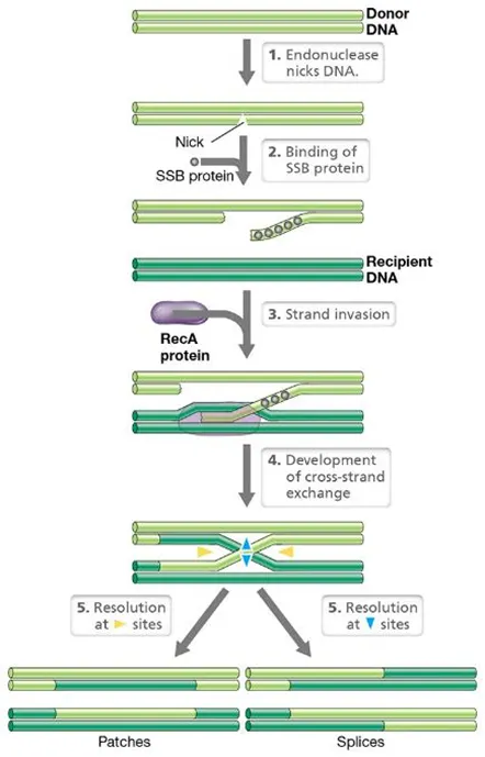 <ul><li><p>DNA gets nicked at specific sites by endonucleases</p></li><li><p>the single stranded binding protein (SSB) binds to the start of the nicked sequence</p></li><li><p>recA, the main recombinating protein, triggers a cross-strand exchange</p></li></ul><p></p>