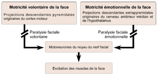 -projections descendantes extrapyramidales originaires du cerveau antérieur médian et de l'hypothalamus
-paralysie faciale émotionnelle
-motoneurones du noyau du nerf facial
-excitation des muscles de la face