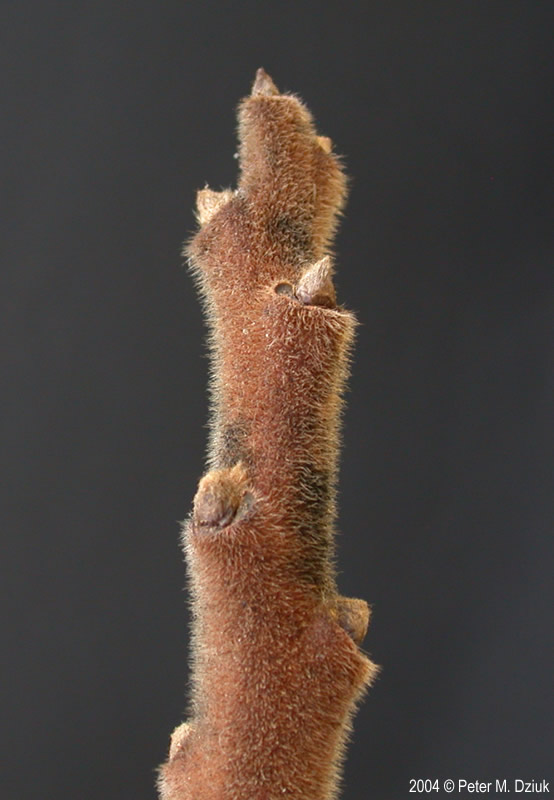 <ul><li><p>roadsides, burn areas, shade intol</p></li><li><p>small tree, thicket</p></li><li><p>leaves: pinnate, compound, 11-31, serrated</p></li><li><p>buds: small, hidden in leaf scar, naked</p></li><li><p>twigs: tan, thick, velvety, “deer antler”</p></li><li><p>bark: grey / brn, lenticels</p></li><li><p>repro: fuzzy red berry clusters, still visible in winter</p></li></ul>