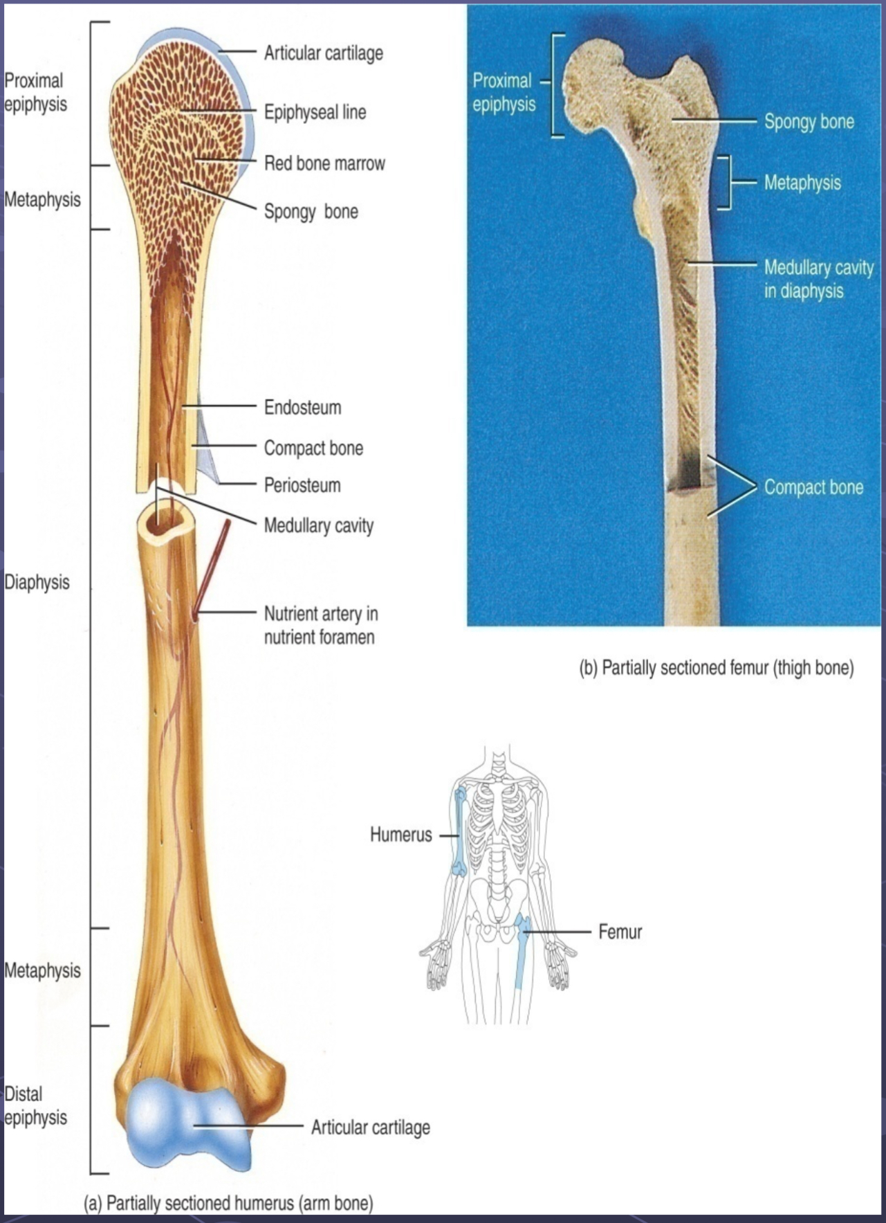 <p>Long Bones (regions, linings/coverings and spaces)</p><p>Coverings and linings (articular cartilage, edosteum, periosteum)</p>