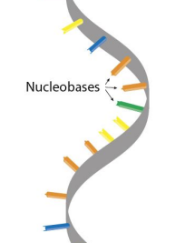 <p>Single stranded and has a ribose sugar (missing an oxygen)</p>