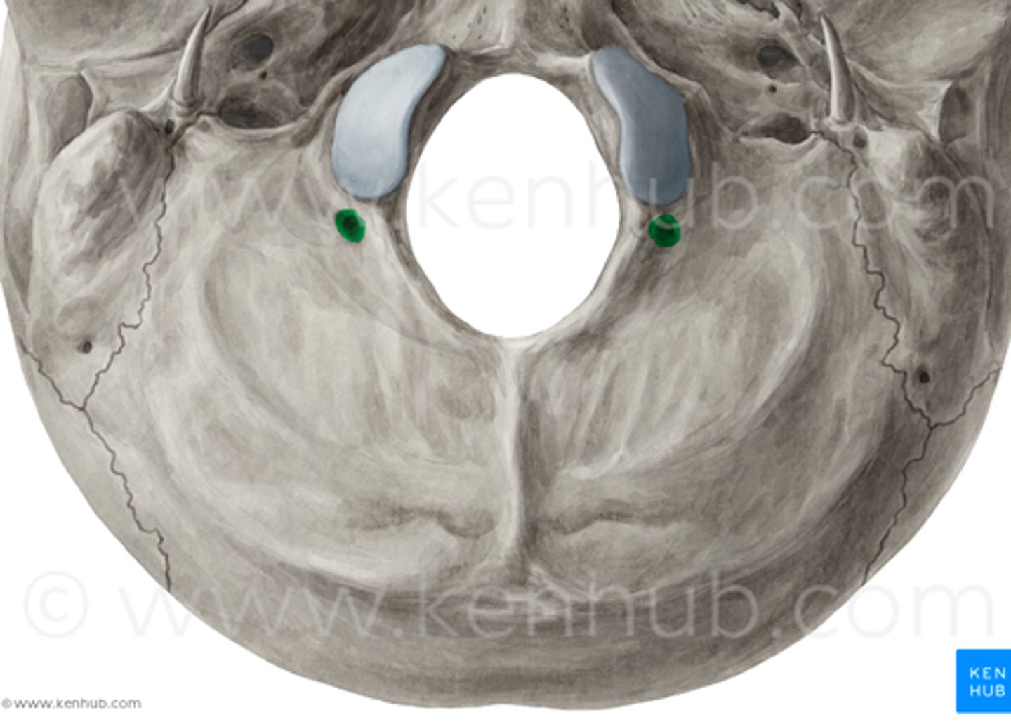 <p>what travels through here?</p>