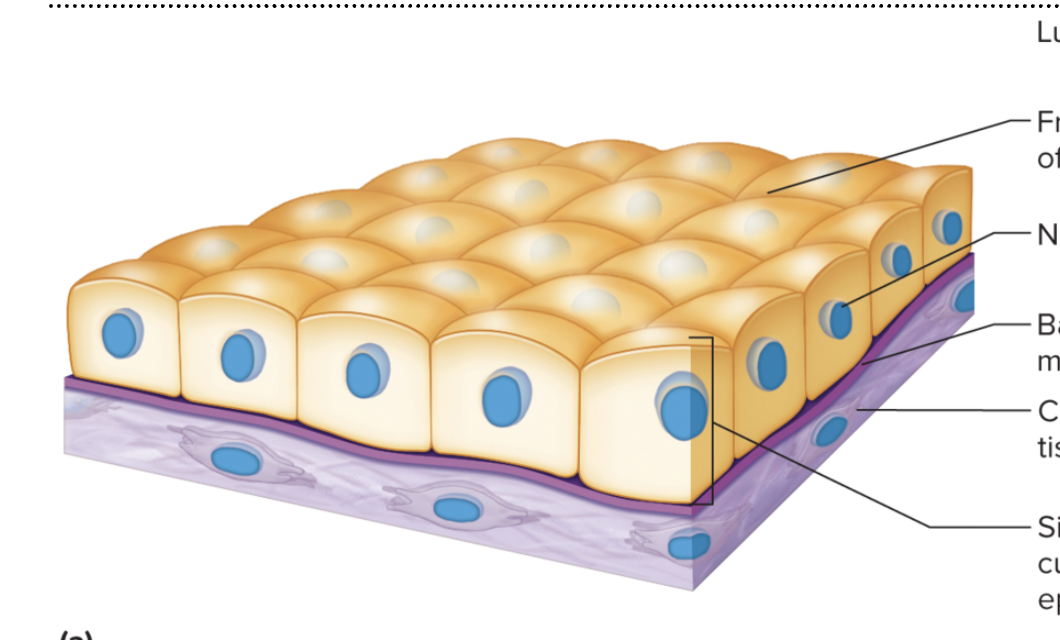 <p>Function: Protection and Secretion</p><p>Location: Surface of ovaries, lining of kidney tubules</p>