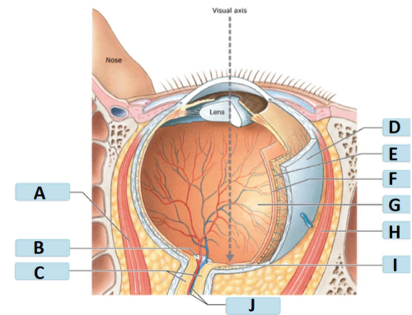 <p>central artery</p>