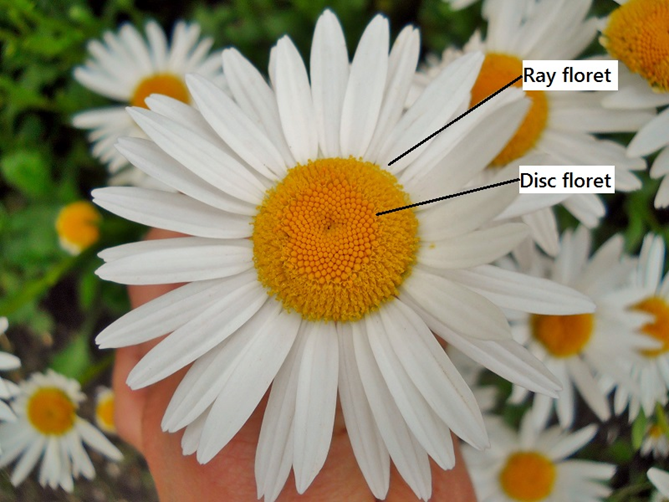 <p>disc: small</p><p>ray: big</p><p></p>