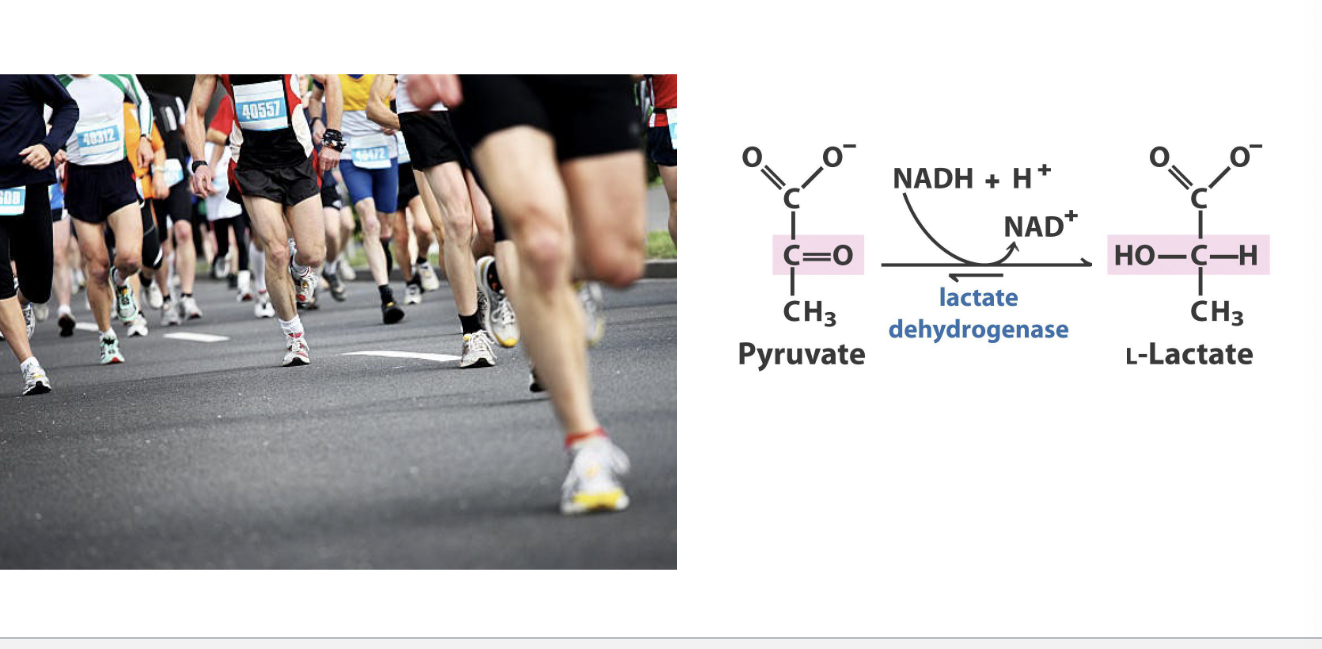 <ul><li><p>intense exercise → anaerobic metabolism and lactate production</p><ul><li><p>muscle consume oxygen quickly, sometimes faster than its deliver → creates hypoxic or anaerobic conditions in muscle</p></li></ul></li><li><p>pyruvate + NADH + H+ → lactate + NAD+</p><ul><li><p>through lactate dehydrogenase</p></li><li><p>regenerates NAD+ to keep glycolysis going (CANNOT make ATP without it)</p></li><li><p>allows short-term ATP production even WITHOUT oxygen</p></li></ul></li></ul><p></p>