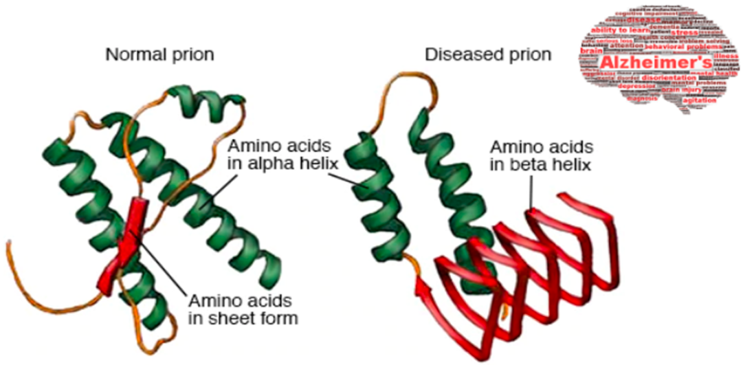 <p>prions </p><ul><li><p>creates creutzfeldt-jakob disease </p></li><li><p>alhemizer’s </p></li></ul><p></p>