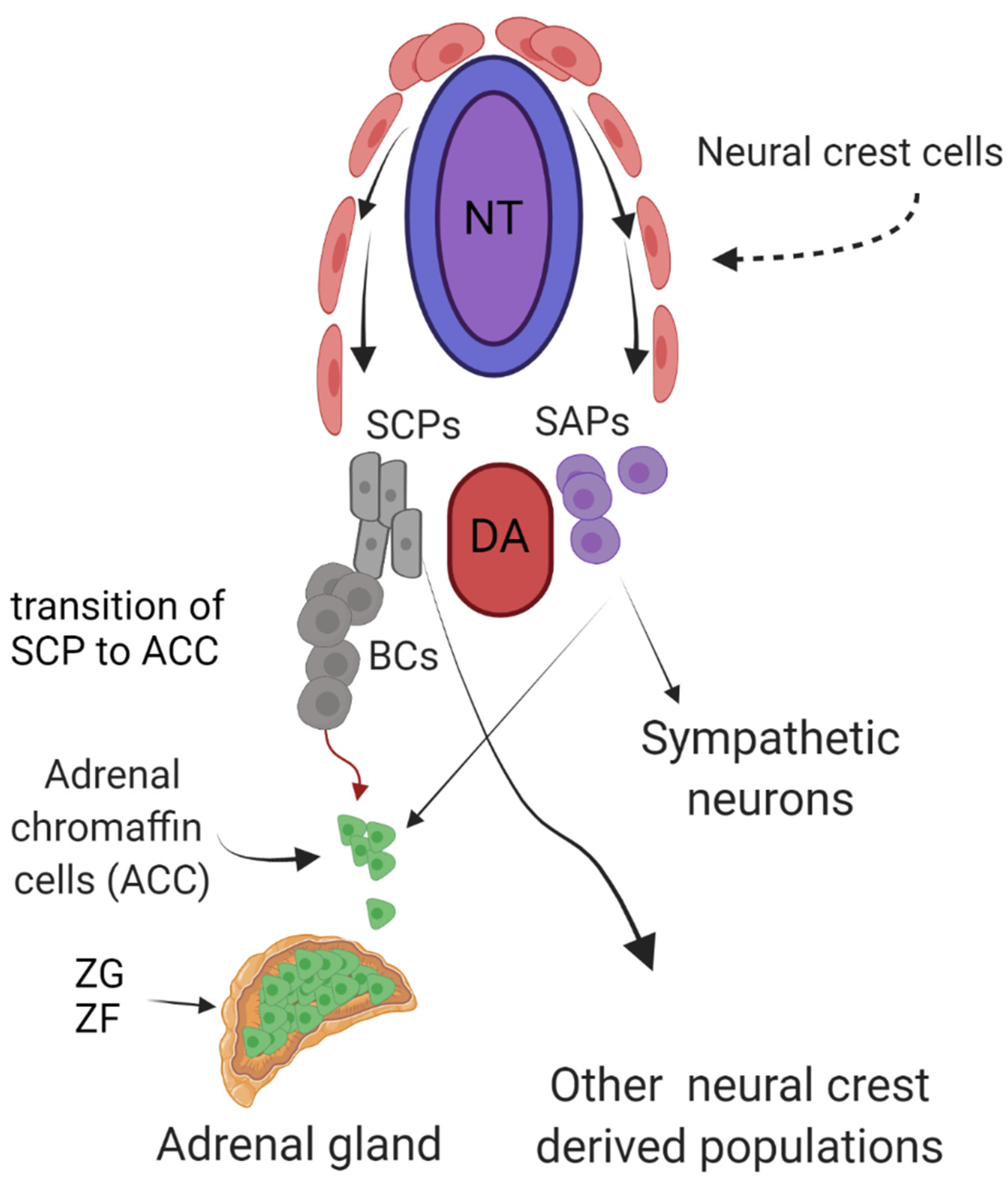 <p>neuroblastoma</p>