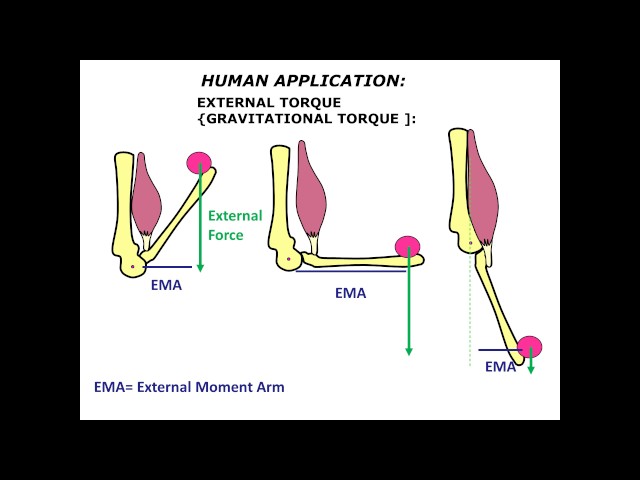 <p>Which arm has the best Mechanical advantage and ability to produce torque </p>