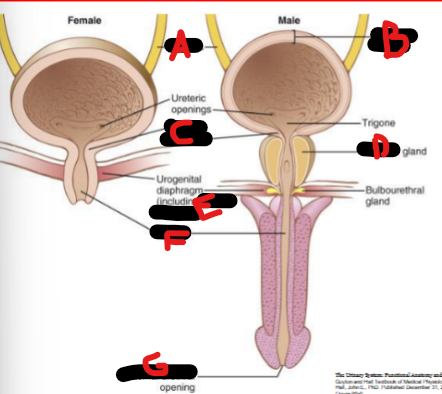 <p>Bladder anatomy</p>