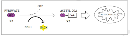 <p>If oxygen is present cells will move to the KC, loosing one carbon </p><p>The remaining carbon bond to make Acetyl CoA</p><p>This reaction also causes NAD+ to reduce into NADH</p><p>*Acetyl CoA enters the KC</p>