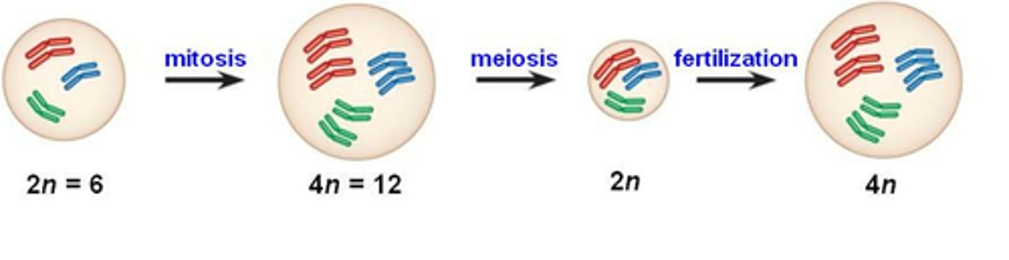 <p>Having more than two sets of chromosomes from a single species.</p>