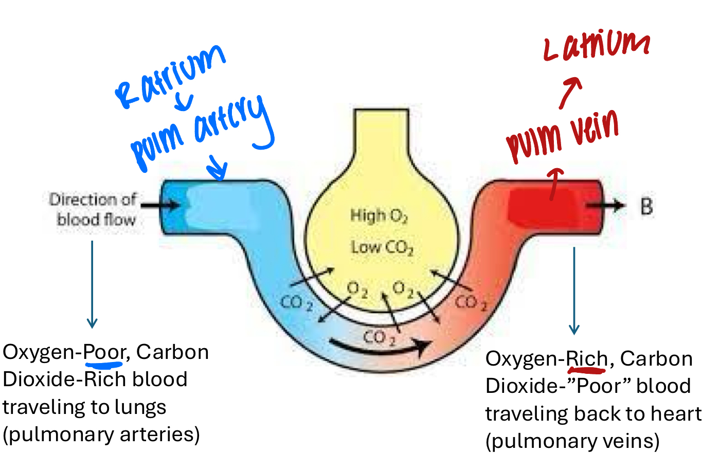 <p>1) O2 will diffuse DOWN it’s concentration gradient from the alveoli to the vasculature (PULM VEIN)</p><p>2) CO2 will diffuse down it’s concentration gradient form the vasculature into the alveoli (from PULM ARTERY)</p>