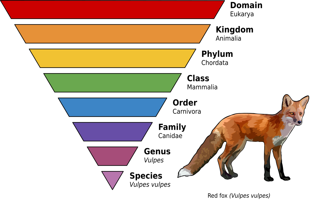 <p>The taxon found directly below family is genus, therefore, a family contains genera.</p>