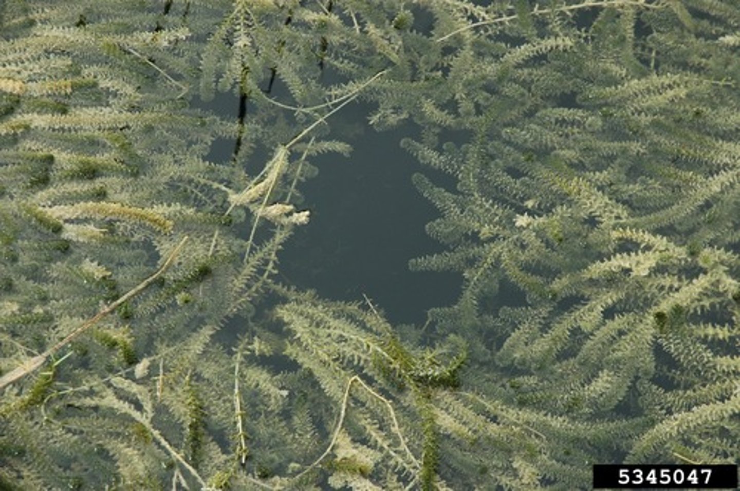 <p>This is a submerged freshwater plant with long branching stems and circular arrangements of four to eight leaves. These long plants can grow an inch or more per day and form dense canopies on the water's surface. These plants will crowd out native vegetation, reduce biodiversity, cause flooding by clogging waterways, and disrupt natural water flows.</p>