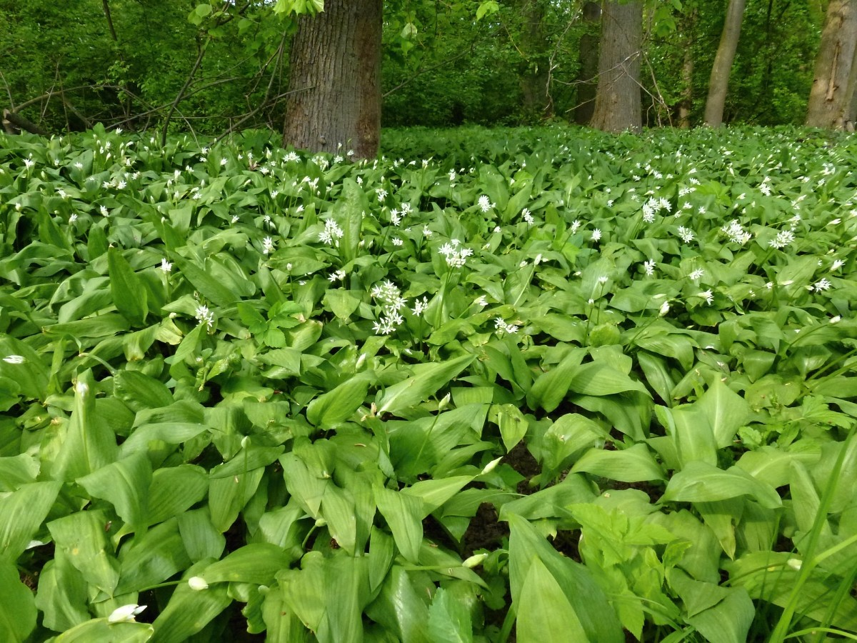 <p>česnek medvědí </p>