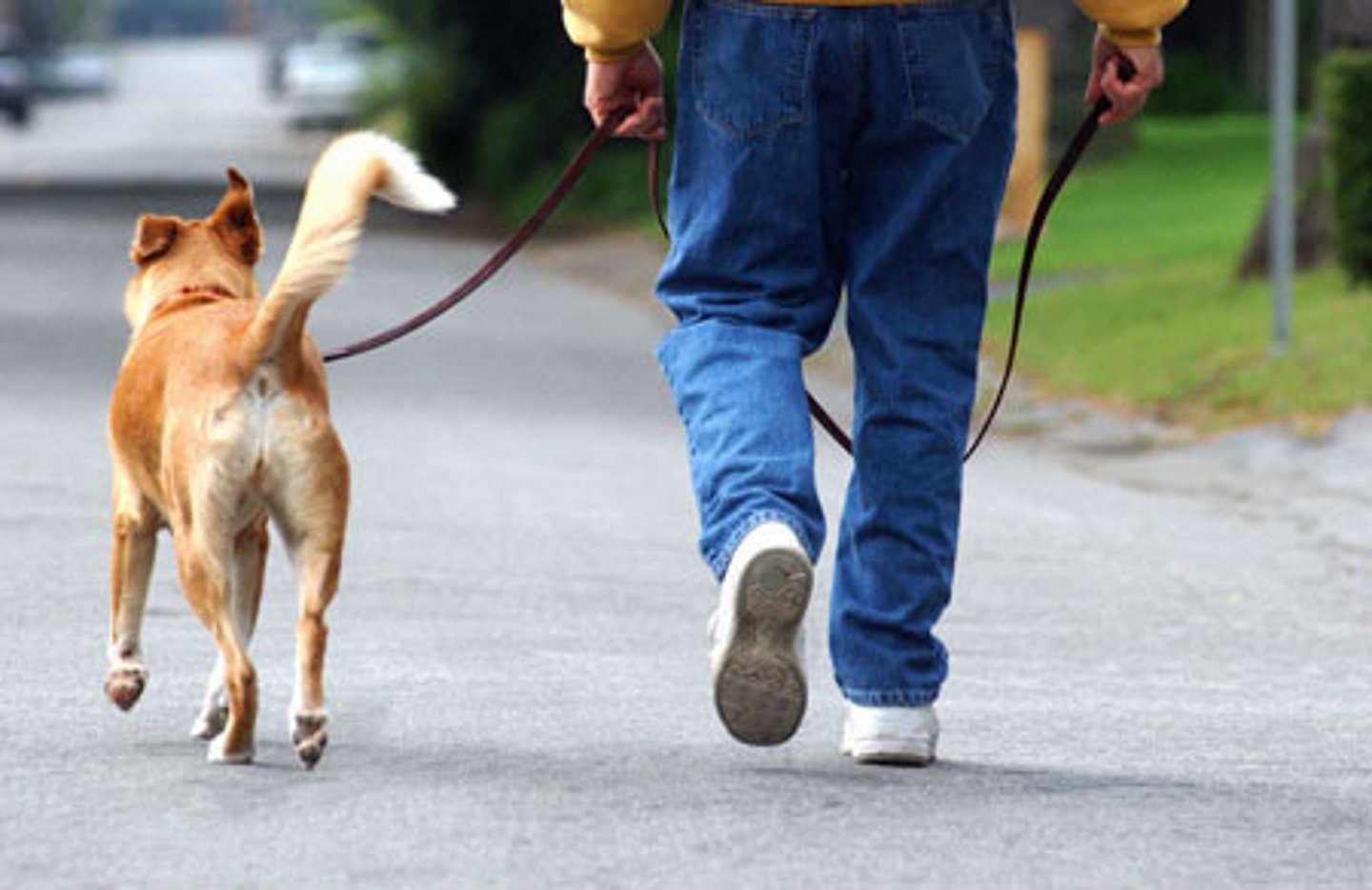<p>to walk the dog</p>