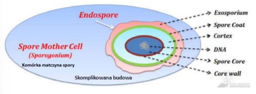 <p><span> Silnie odwodniony rdzeń zawierający nukleoid i rybosomy</span></p><p><span> Obecność </span><strong><span>kwasu dipikolinowego </span></strong><span>– skompleksowany z jonami wapnia</span></p><p><span> Obecność </span><strong><span>białek sporowych SASP</span></strong></p><p><span> </span><strong><span>Kora – </span></strong><span>zmodyfikowany peptydoklikan</span></p><p><span> </span><strong><span>Płaszcz – </span></strong><span>białkowy</span></p><p><span> </span><strong><span>Egzosporium – </span></strong><span>białkowy</span></p>