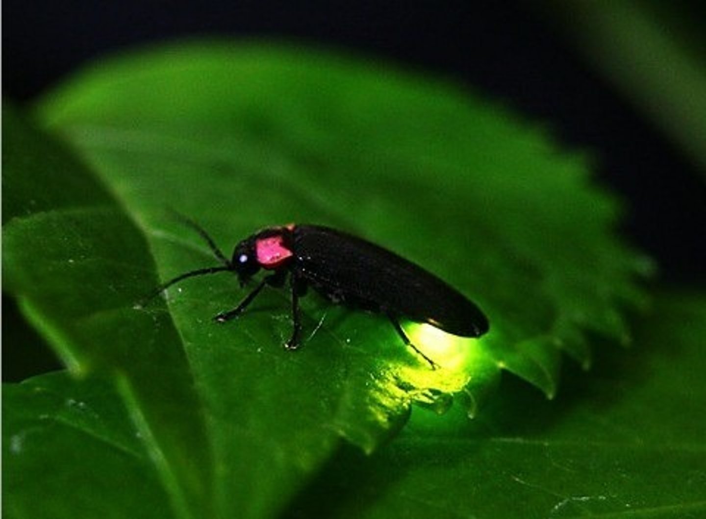 <p>firefly</p>