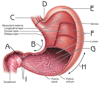 An organ that contains:
- muscle tissue that contracts to churn the contents
- glandular tissue to produce digestive juices
- epithelial tissue to cover the outside and inside of the stomach