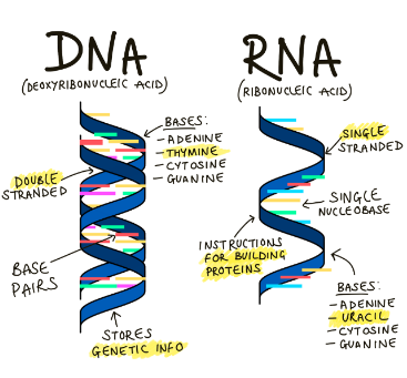 <p>DNA and RNA</p>